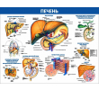 089_1300х1000 - печень