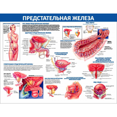 Предстательная железа