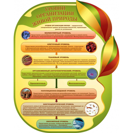 Уровни организации живой природы